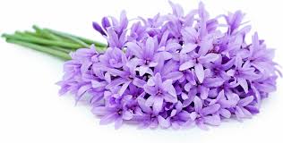 Society Garlic Flowers Information And Facts