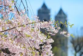 Kanzan cherry trees grow best in full sun, which means it needs at least six hours of direct, unfiltered sunlight each day. Must See Cherry Blossoms In New Jersey S Branch Brook Park Mommypoppins Things To Do In New Jersey With Kids