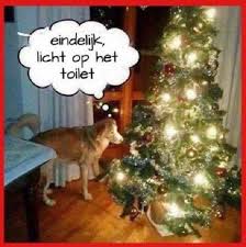 Dinsdag 26 December Plaatje Hond Bij Kerstboom Lachvandedag Nl Grappige Kerst Plaatjes Grappige Dierenplaatjes Huisdier Humor