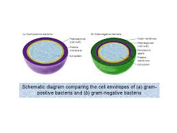 schematic diagram comparing the cell envelopes of a gram