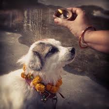 Swapnil Acharya On Instagram The Day Of Dog Worship Kukur Tihar Dog Worship Garland Doggie Cute Spitz Cute Animals Dogs Best Dogs