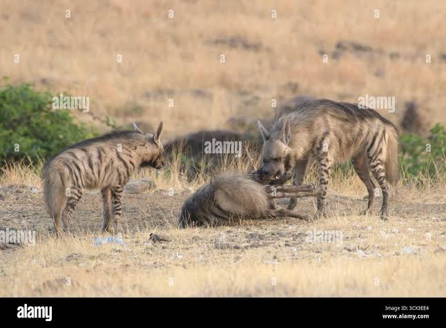 Striped hyena india hi-res stock photography and images - Alamy