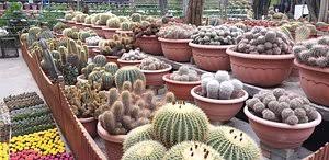 The three townships are ringlet, tanah rata and brinchang. Cactus Valley Cameron Highlands 2021 All You Need To Know Before You Go With Photos Tripadvisor