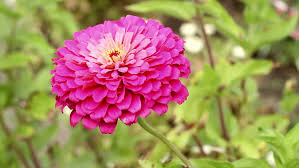 Zinnias are one of the most spectacular types of flowers due to their differently shaped flower heads. Three Short Clips Of Flowers Stock Footage Video 100 Royalty Free 3740411 Shutterstock