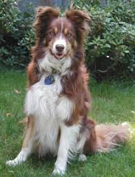 The goals and purposes of this breed standard include: Pikachu Border Collie Lover Australian Border Collie Collie