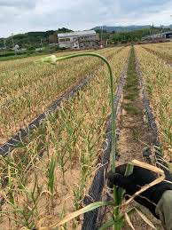 ニンニクのつぼみ 茎 葉は食べることはできるのか にんにくラボ