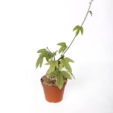 Image result for Adenia