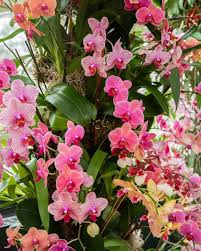 Image result for Solenangis conica