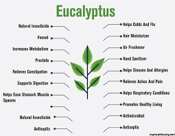 How to use it for hair. 19 Tremendous Benefits Of Eucalyptus You Must To Know My Health Only