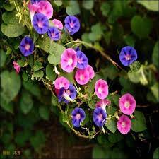 Dwarf Morning Glory Ensign Mix Convolvulus Tricolor Minor Ensign Mix Grow This Mounding Variety From Morning Glory Flowers Flower Seeds Morning Glory Seeds