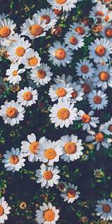 Pin Oleh Bruna Alves Di Flowers Latar Belakang Bunga Daisy Fotografi Seni