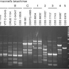 Image result for Manniella