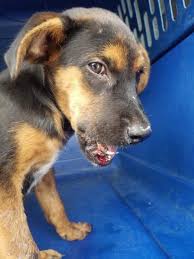 Pin On Animals In Need Of Home