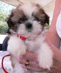It has a large tail that curls over its back and a long, silky double coat that comes in many colors: Healthy And Cute Shih Tzu Puppies Available Virginia Alexandria 96442 Delighted Male And Female Shih Tzu Pup Shih Tzu Puppy Cute Baby Animals Shitzu Puppies