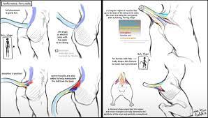 Anatomical placement of tails on the body : rfurry