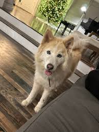 Someone's husky just ran into my house. Bridget St.