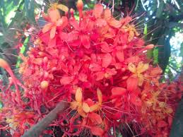 Image result for Saraca