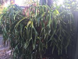 Since it has weathered over many decades to this form, it will not rot. I Ve Been Growing This Staghorn Fern Platycerium For Over 20 Years Today It Dropped Me A Couple Of Pups To Propagate Gardening