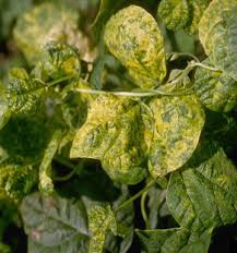 We did not find results for: Penyakit Yang Disebabkan Oleh Virus Dhellasamsi