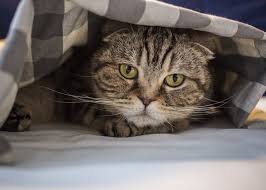 ✅ das hilft gegen das tipp 3: Deine Katze Pinkelt Ins Bett Mogliche Ursachen Und Losungen Katze Pinkelt Katzen Verhalten Katzen