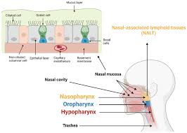 Image result for Intranasal Ciclesonide