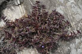 Image result for Cyanotis caespitosa