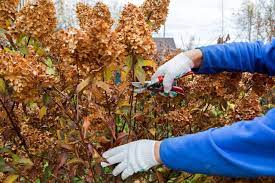 Der beste zeitpunkt zum schneiden einer hortensie, welche dieser gruppierung angehört, ist das zeitige frühjahr. Hortensien Schneiden Wann Wie Plantura