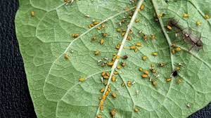 Check spelling or type a new query. How You Can Stop Aphids By Understanding Their Interactions With Plants Greenhouse Grower