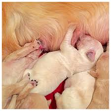 Puppies are limited akc registration, which means they are adpoted as beloved pets and not for breeding purposes. Akc Golden Pups Golden Retriever Puppies New Hampshire