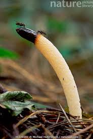 Image result for Mutinus caninus