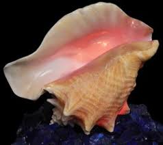 We did not find results for: Shell Horizons Seashell Lamps