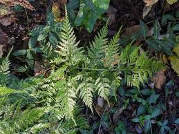 Image result for Asplenium adiantum-nigrum