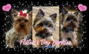 We did not find results for: Home Foster S Tiny Yorkies