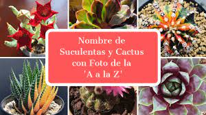 Si ya eres un aficionado, en cactus y suculentas, podrás ampliar tus conocimientos e identificar tu colección. Nombres De Suculentas Y Cactus De La A A La Z Mundo De Suculentas Suculentas Suculentas Nombres Cactus Y Suculentas