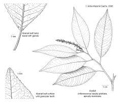 Image result for Shirakiopsis