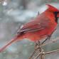 Christmas Bird Count event image