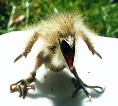 Superb Photo Baby American Bittern Showing Its War Face Pet Birds Funny Birds Funny Animals