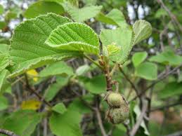 Image result for Grewia villosa