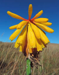 Image result for Crepidorhopalon goetzei