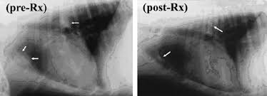 The life expectancy of a dog diagnosed with lung cancer can be up to 22 months, depending on the type of tumor and on the treatment the dog undergoes. Regression Of Pulmonary Tumor Metastases After Intravenous Infusion Of Download Scientific Diagram