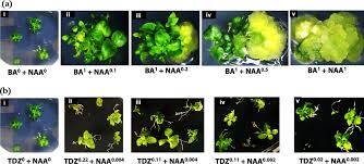 Image result for Heinsia