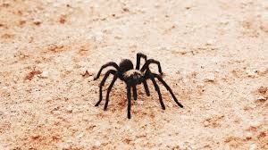 utahs dangerous spiders