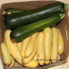 Check spelling or type a new query. How To Dehydrate Zucchini And Yellow Squash Six Figures Under