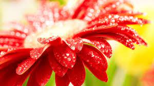 The Gift Is A Truly Cherished Space For Me In My Life I Love The Level Of Honesty And The Authenticity Red Flower Wallpaper Amazing Flowers Beautiful Flowers