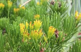 Image result for Senecio barbertonicus