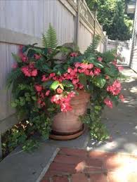 Maybe you would like to learn more about one of these? 61 Begonias Ideas Begonia Plants Planting Flowers