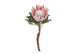 Protea Flowers Awesome Blossom Protea Floral Illustrations Hand Drawn Vector