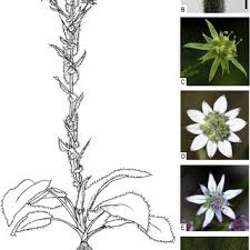 Image result for Alepidea