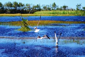 نبات يكافح التلوث