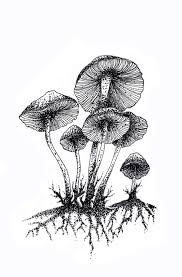 Black And White Mushroom Mylena Epipterygia Melisa Monti In 2020 Black And White Art Drawing Mushroom Art Fungi Art